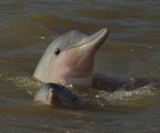 dolfijnen1